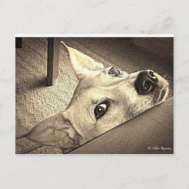 Postales de Sokka Davis (Anverso)