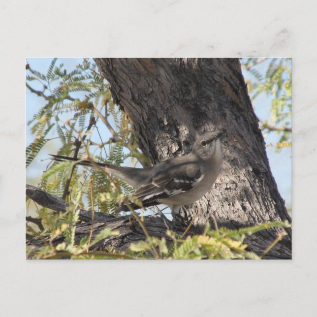 Postales de Solitaire de Townsend (Anverso)