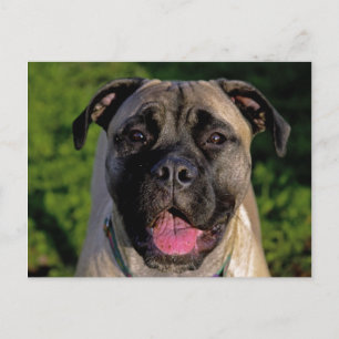 Postales de sonrisa de Mastiff