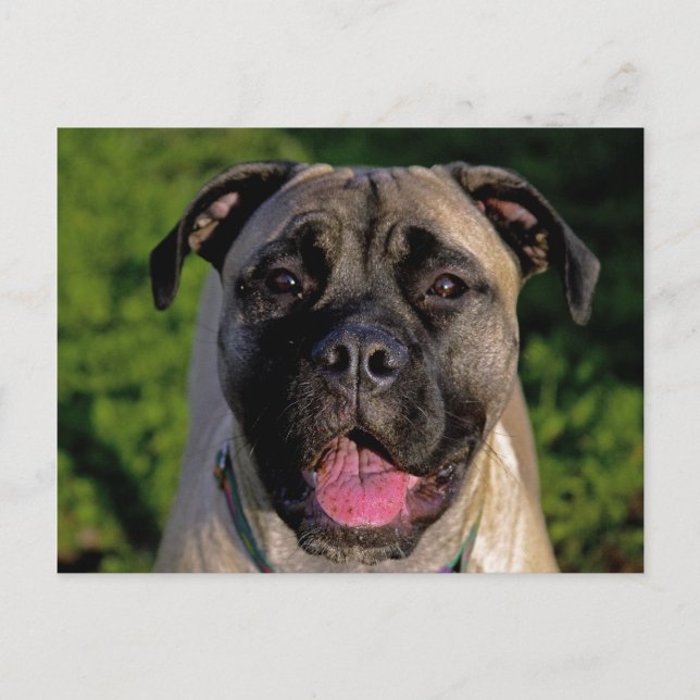 Postales de sonrisa de Mastiff (Anverso)