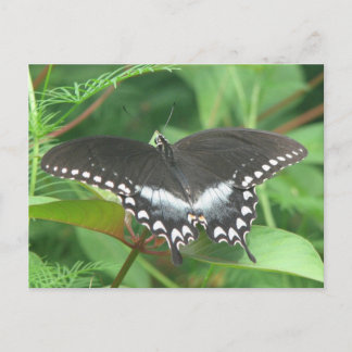 Postales de Spicebush