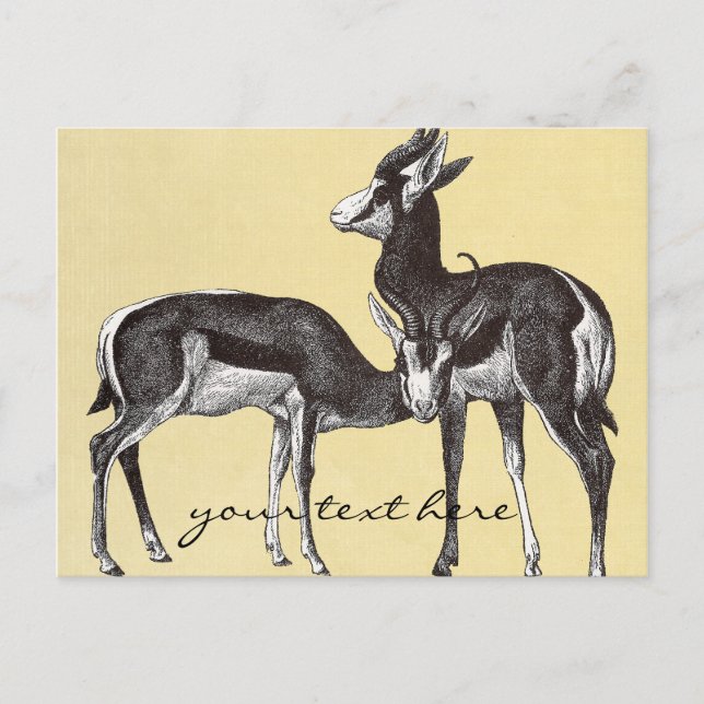 Postales de Springbok de época (Anverso)