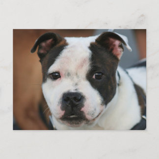 Postales de Staffordshire Bull Terrier