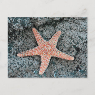 Postales de Starfish