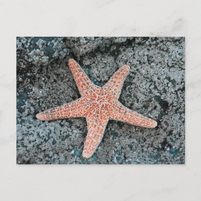 Postales de Starfish (Anverso)