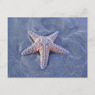 Postales de Starfish