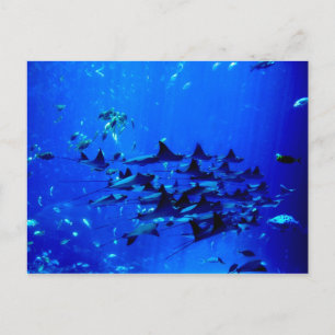 Postales de Stingray