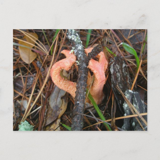 Postales de Stinkhorn Mushroom OBX en Columna (Anverso)