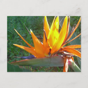 Postales de Strelitzia Flower DIY naranja