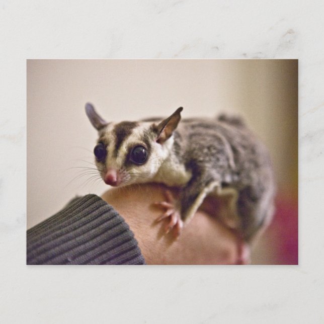 Postales de Sugar Glider (Anverso)