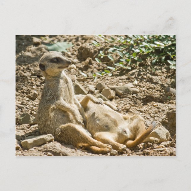 Postales de Sunbathing Meerkats (Anverso)