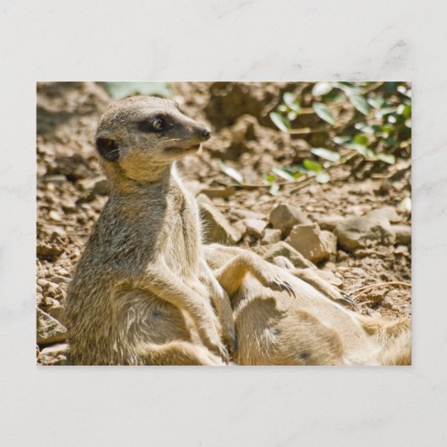 Postales de Sunbathing Meerkats (Anverso)