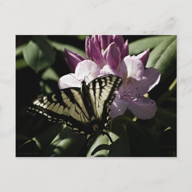 Postales de Swallowtail y Rhododendron (Anverso)