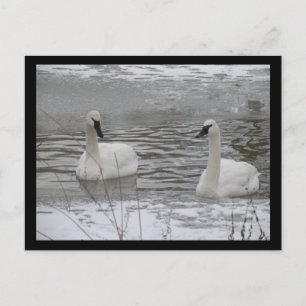 Postales de Swan