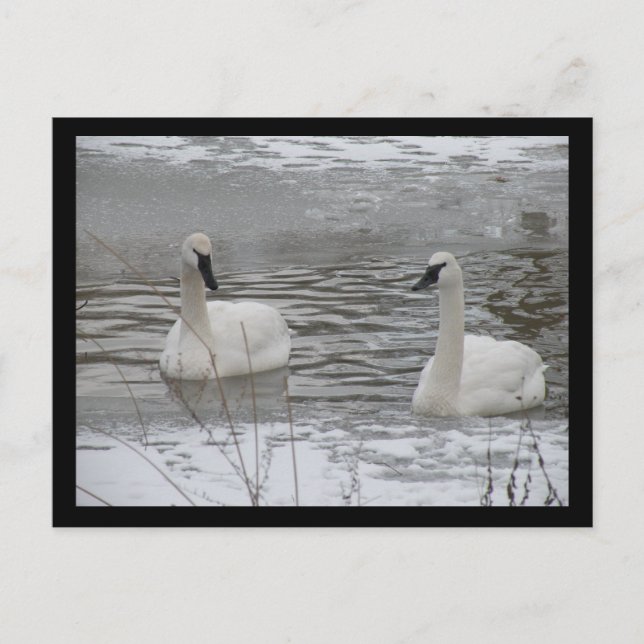 Postales de Swan (Anverso)