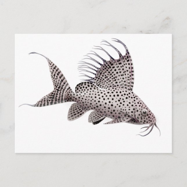 Postales de Synodontis Eupterus Catfish (Anverso)