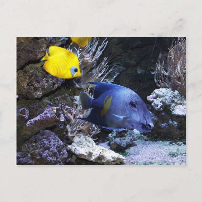 Postales de Tapish (Anverso)