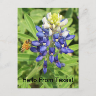 Postales de Texas Bluebonnet