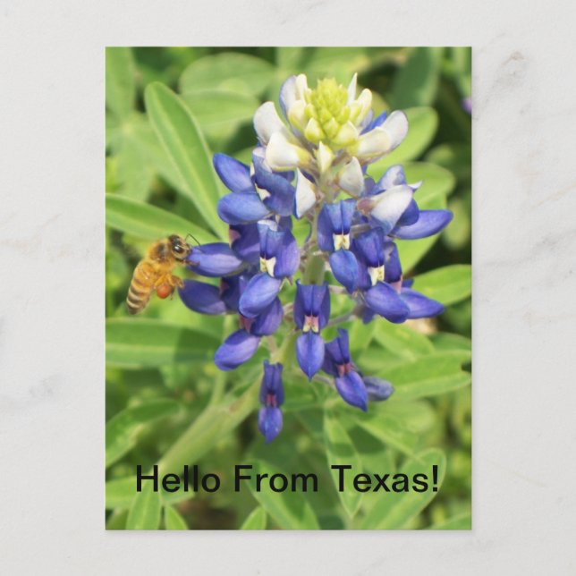 Postales de Texas Bluebonnet (Anverso)