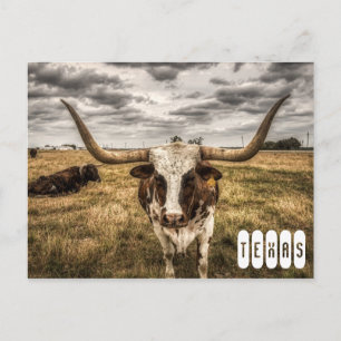 Postales de Texas de Longhorn