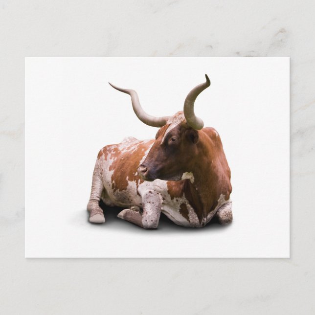 Postales de Texas Longhorn (Anverso)