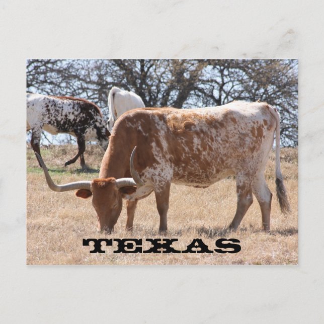 Postales de Texas Longhorn (Anverso)