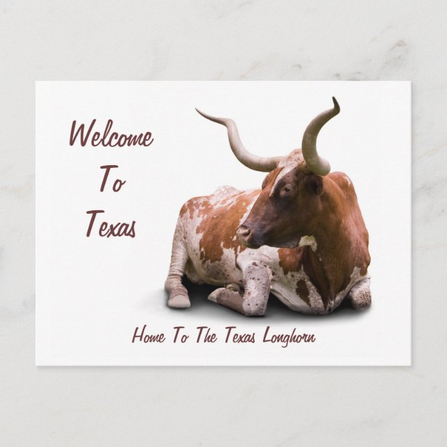 Postales de Texas Longhorn (Anverso)