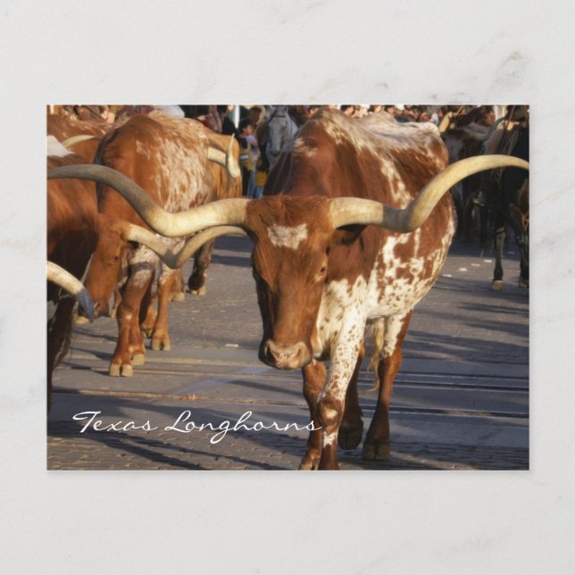 Postales de Texas Longhorns (Anverso)