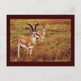 Postales de Thompsons Gazelle