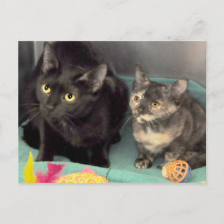 Postales de Tortoiseshell Kitten/Black Cat