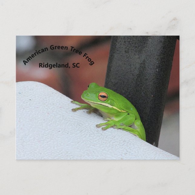 Postales de Treefrog Verde Estadounidense (Anverso)