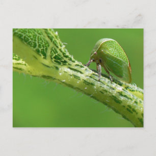 Postales de Treehopper.