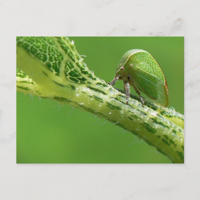Postales de Treehopper. (Anverso)