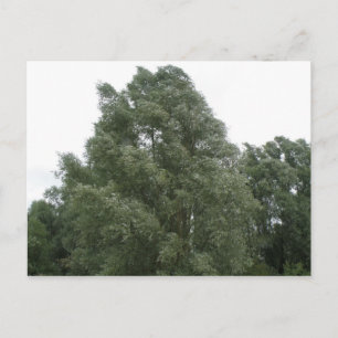 Postales de Treetops