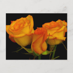 Postales de tres Rosas de ferretería