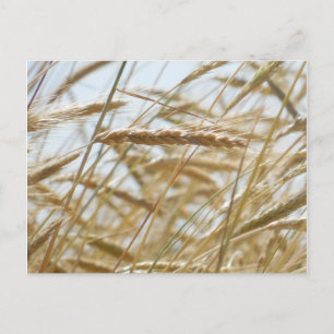 Postales de trigo y cielo