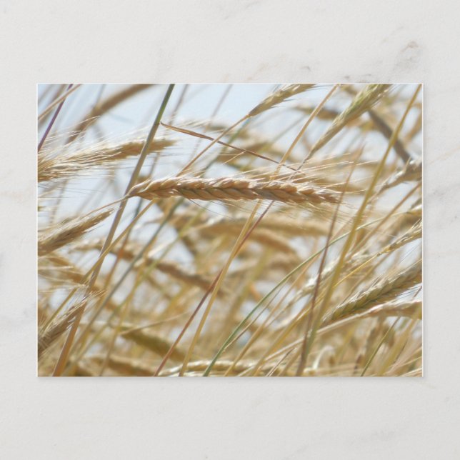 Postales de trigo y cielo (Anverso)