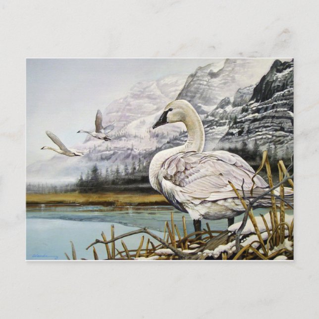 Postales de Trumpeter Swan (Anverso)