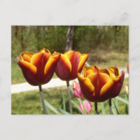 Postales de tulipanes rojos y amarillos