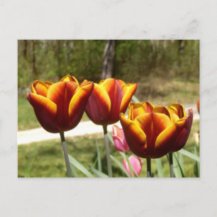 Postales de tulipanes rojos y amarillos