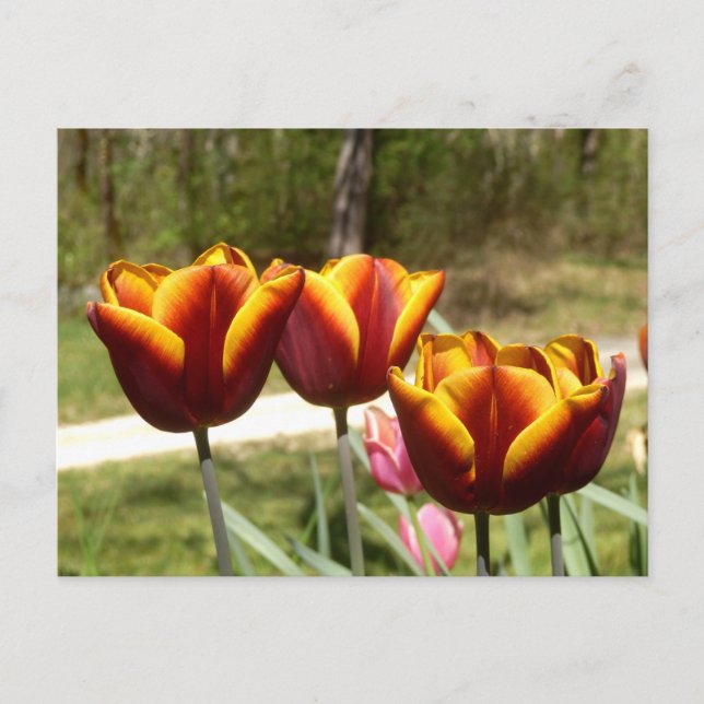 Postales de tulipanes rojos y amarillos (Anverso)