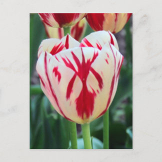 Postales de tulipanes rojos y blancos