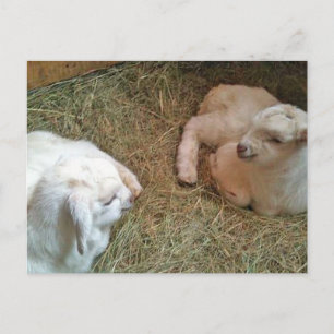 Postales de Twcklings recién nacidos