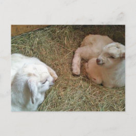 Postales de Twcklings recién nacidos
