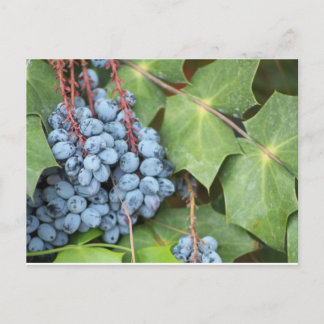 Postales de uvas salvajes de Texas