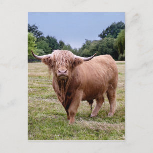 Postales de vaca Highland