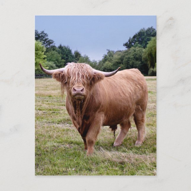 Postales de vaca Highland (Anverso)