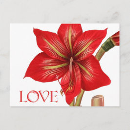 Postales de vacaciones de Amaryllis