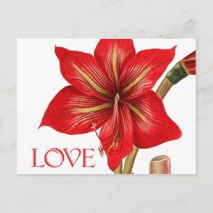 Postales de vacaciones de Amaryllis