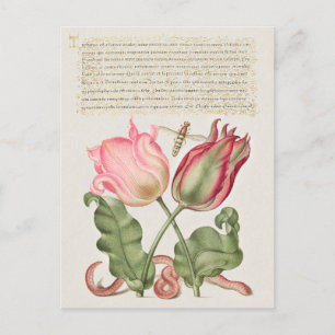 Postales de vacaciones de Ilustracion botánico vin